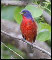 _3SB3502 painted bunting